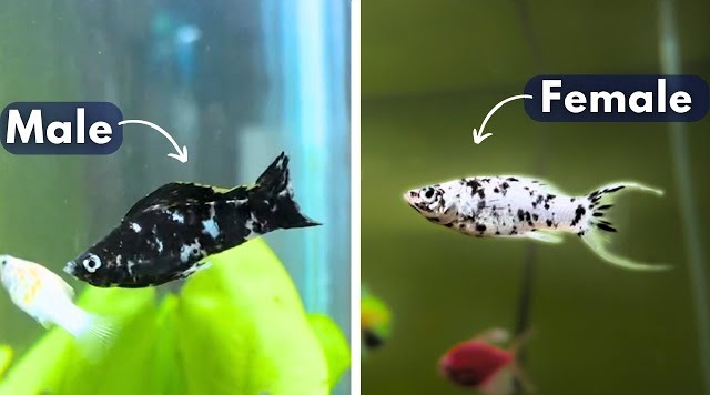 fish sorting icon